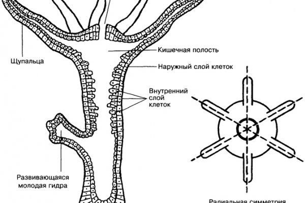 Омг тор зеркало