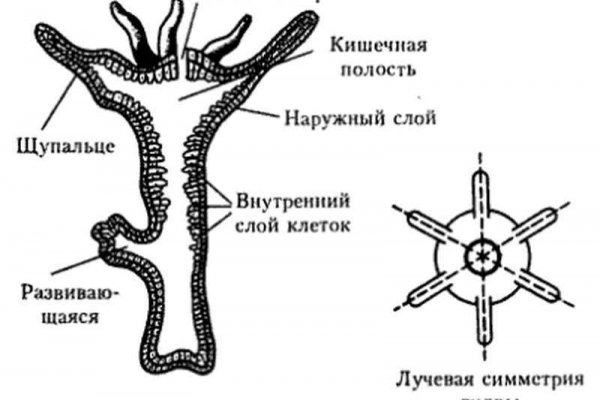 Омг омг зеркало сайт